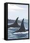 Orca Whale Fins-Lantern Press-Framed Stretched Canvas