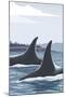 Orca Whale Fins-Lantern Press-Mounted Art Print