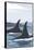 Orca Whale Fins-Lantern Press-Framed Stretched Canvas