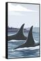 Orca Whale Fins-Lantern Press-Framed Stretched Canvas