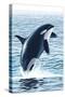 Orca Whale Jumping-Lantern Press-Stretched Canvas