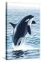 Orca Whale Jumping-Lantern Press-Stretched Canvas