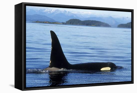 Orca Whale Male-null-Framed Stretched Canvas