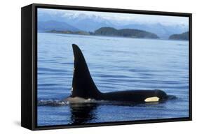 Orca Whale Male-null-Framed Stretched Canvas