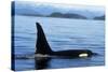 Orca Whale Male-null-Stretched Canvas