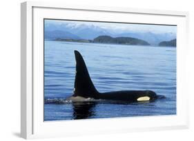 Orca Whale Male-null-Framed Photographic Print