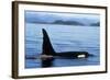 Orca Whale Male-null-Framed Photographic Print