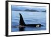 Orca Whale Male-null-Framed Photographic Print