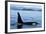 Orca Whale Male-null-Framed Photographic Print