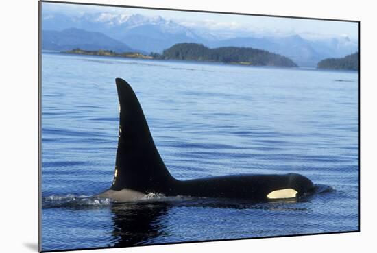Orca Whale Male-null-Mounted Photographic Print