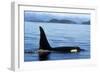 Orca Whale Male-null-Framed Photographic Print