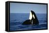 Orca Whale Spy Hopping-null-Framed Stretched Canvas