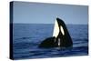 Orca Whale Spy Hopping-null-Stretched Canvas