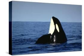 Orca Whale Spy Hopping-null-Stretched Canvas