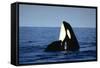 Orca Whale Spy Hopping-null-Framed Stretched Canvas