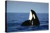 Orca Whale Spy Hopping-null-Stretched Canvas