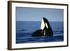 Orca Whale Spy Hopping-null-Framed Photographic Print