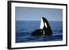 Orca Whale Spy Hopping-null-Framed Photographic Print