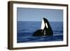 Orca Whale Spy Hopping-null-Framed Photographic Print