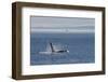 Orca whale surfacing.-Ken Archer-Framed Photographic Print