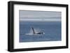 Orca whale surfacing.-Ken Archer-Framed Photographic Print