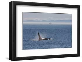 Orca whale surfacing.-Ken Archer-Framed Photographic Print