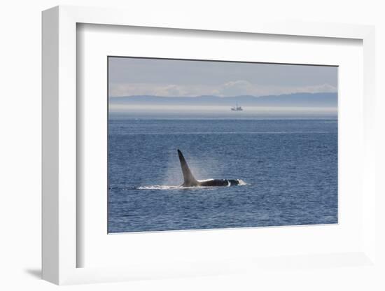 Orca whale surfacing.-Ken Archer-Framed Photographic Print