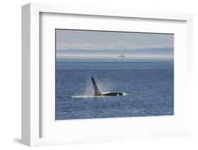 Orca whale surfacing.-Ken Archer-Framed Photographic Print