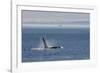 Orca whale surfacing.-Ken Archer-Framed Photographic Print