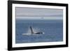 Orca whale surfacing.-Ken Archer-Framed Photographic Print