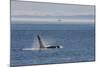 Orca whale surfacing.-Ken Archer-Mounted Photographic Print