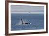 Orca whale surfacing.-Ken Archer-Framed Photographic Print