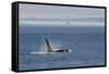 Orca whale surfacing.-Ken Archer-Framed Stretched Canvas