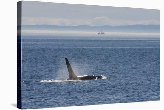 Orca whale surfacing.-Ken Archer-Stretched Canvas