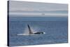 Orca whale surfacing.-Ken Archer-Stretched Canvas