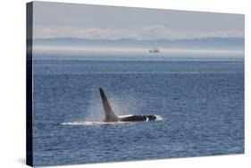 Orca whale surfacing.-Ken Archer-Stretched Canvas