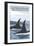 Orca Whales No.1, Bainbridge Island, Washington-Lantern Press-Framed Art Print