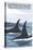 Orca Whales No.1, Bainbridge Island, Washington-Lantern Press-Stretched Canvas