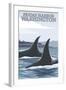 Orca Whales No.1, Friday Harbor, Washington-Lantern Press-Framed Art Print