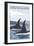 Orca Whales No.1, Gulf of Alaska-Lantern Press-Framed Art Print