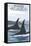 Orca Whales No.1, Homer, Alaska-Lantern Press-Framed Stretched Canvas