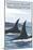 Orca Whales No.1, San Juan Island, Washington-Lantern Press-Mounted Art Print