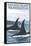 Orca Whales No.1, San Juan Island, Washington-Lantern Press-Framed Stretched Canvas