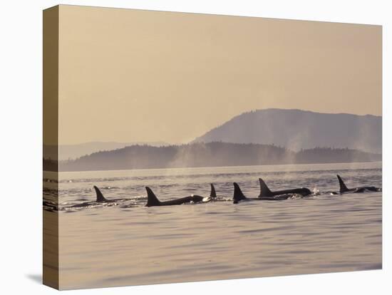 Orca Whales Surfacing in the San Juan Islands, Washington, USA-Stuart Westmoreland-Stretched Canvas