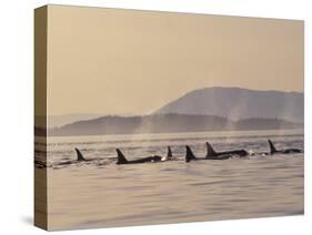 Orca Whales Surfacing in the San Juan Islands, Washington, USA-Stuart Westmoreland-Stretched Canvas