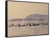 Orca Whales Surfacing in the San Juan Islands, Washington, USA-Stuart Westmoreland-Framed Stretched Canvas