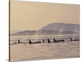 Orca Whales Surfacing in the San Juan Islands, Washington, USA-Stuart Westmoreland-Stretched Canvas