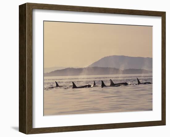 Orca Whales Surfacing in the San Juan Islands, Washington, USA-Stuart Westmoreland-Framed Premium Photographic Print