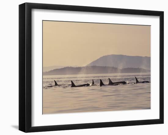 Orca Whales Surfacing in the San Juan Islands, Washington, USA-Stuart Westmoreland-Framed Premium Photographic Print