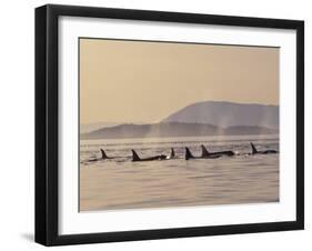 Orca Whales Surfacing in the San Juan Islands, Washington, USA-Stuart Westmoreland-Framed Premium Photographic Print